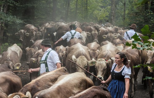 viehscheid.jpg